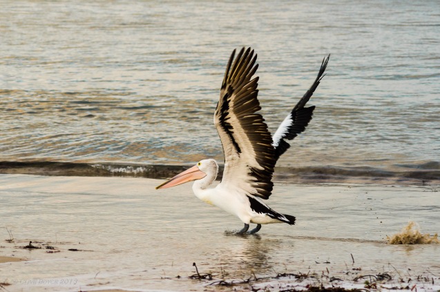 Pelican, Marion Bay, South Australia