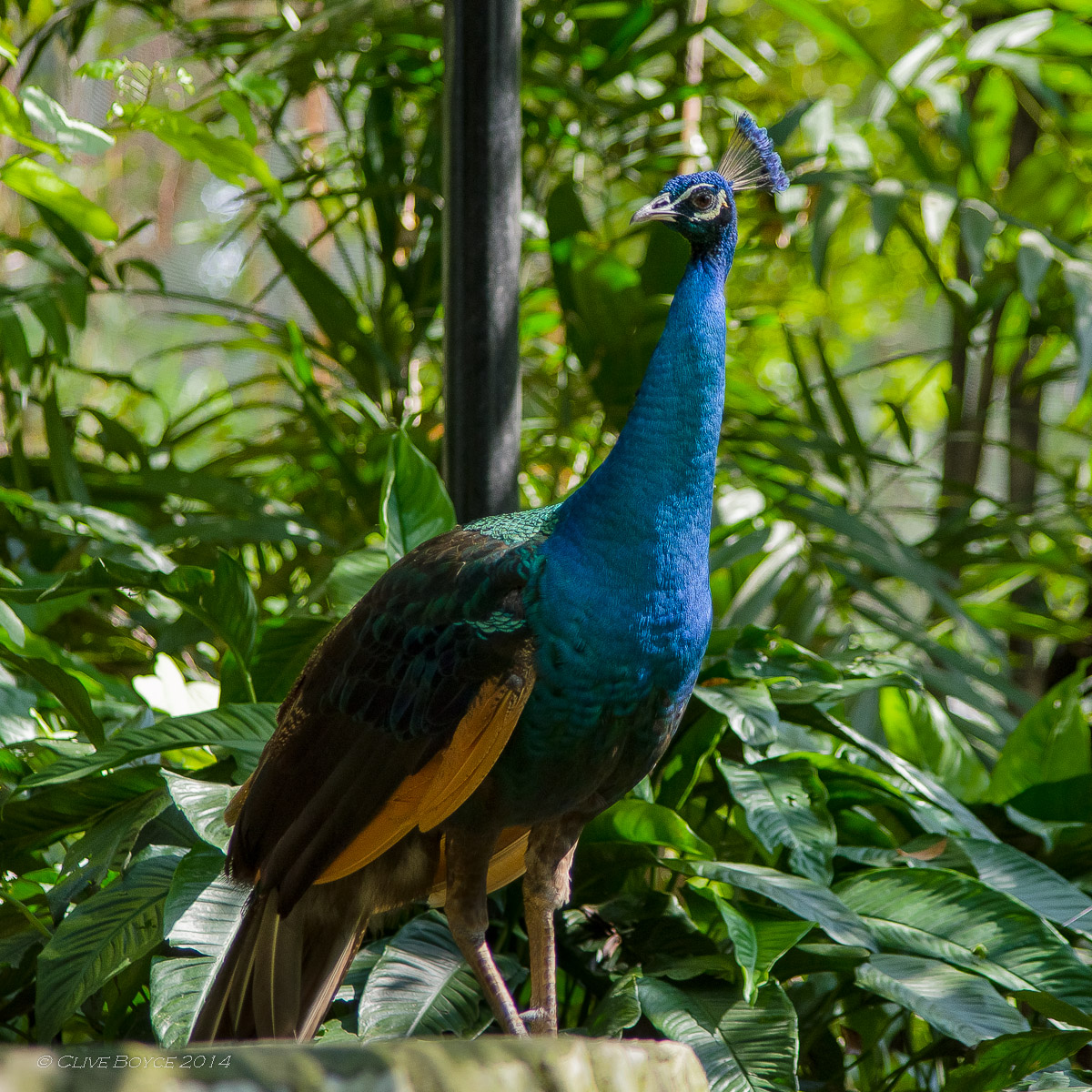 Peacock, KL Bird Park